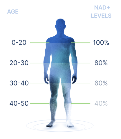 NAD+ Levels Chart