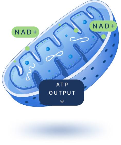 Mitochondria